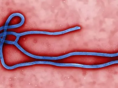Understanding ebola virus disease - Key facts you need