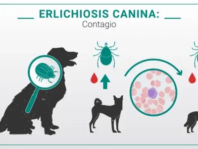 Ehrlichiosis - Guide to this tick-borne illness