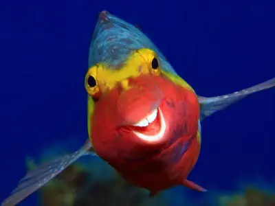 The ultimate fish meme guide - From blub blub to legs