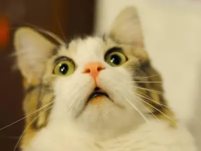 A funny meme collection guaranteed to make you laugh