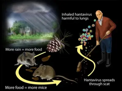 Hantavirus pulmonary syndrome - A home survival guide