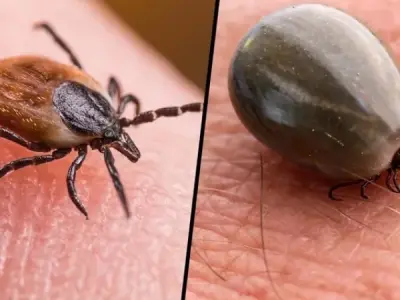 Understanding Heartland Virus Disease symptoms and risks