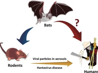 Understanding hemorrhagic fever with renal syndrome HFRS