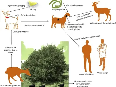 Orf virus disease - A zoonosis from sheep and goats