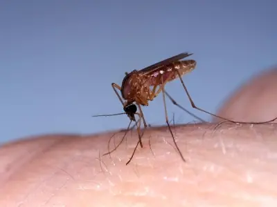 Oropouche fever explained - What you need to know