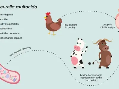Managing pasteurellosis in patients with comorbidities