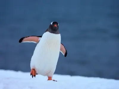 A gallery of the funniest and cutest penguin meme pictures