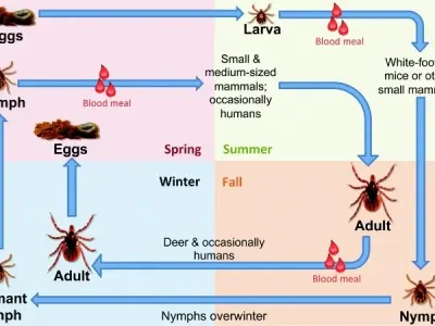 Understanding Powassan encephalitis for general health