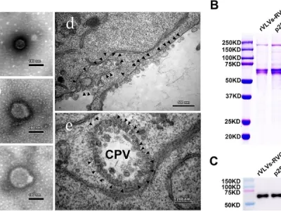 Understanding semliki forest virus disease causes and risks