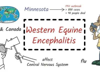 Understanding western equine encephalitis risks today